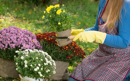 Seasonal garden maintenance in Coulsdon with shrubs and borders