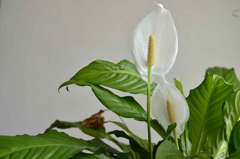 home plants