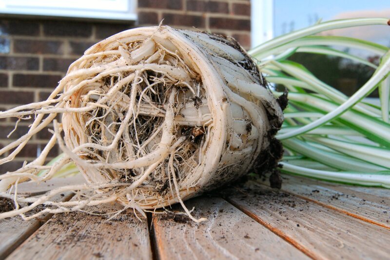 garden maintenance garden care